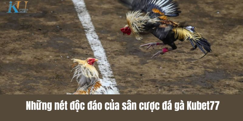 Những nét độc đáo của sân cược đá gà Kubet77